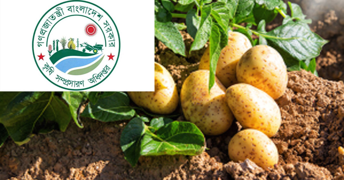 শীতেই আলুর লেইট ব্লাইটের বড় ঝুঁকি, আগাম সতর্কতা দিল কৃষি বিভাগ
