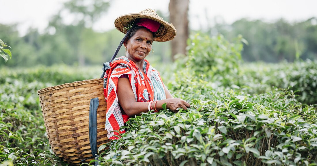২০২৫ সালে চা উৎপাদন বাড়লেও রপ্তানি কমেছে