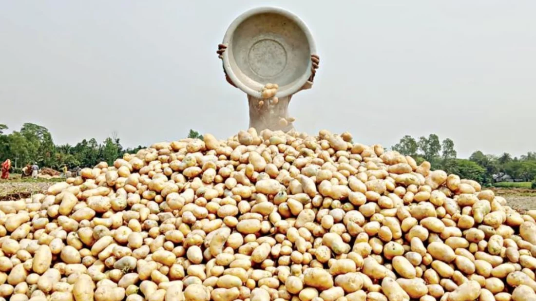 কষ্টে ফলানো আলু নিয়ে রাজশাহীতে বিপাকে কৃষক